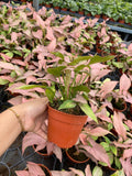 4" Syngonium Pink Perfection "Cherry"