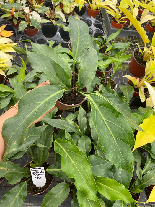 variegated anthurium birds nest 4" Anthurium Bird's Nest – Coollective Plants