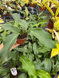 4" Anthurium Bird's Nest