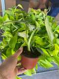 Philodendron Mamei Silver