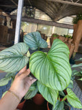 Philodendron Mamei Silver