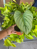 Philodendron Mamei Silver