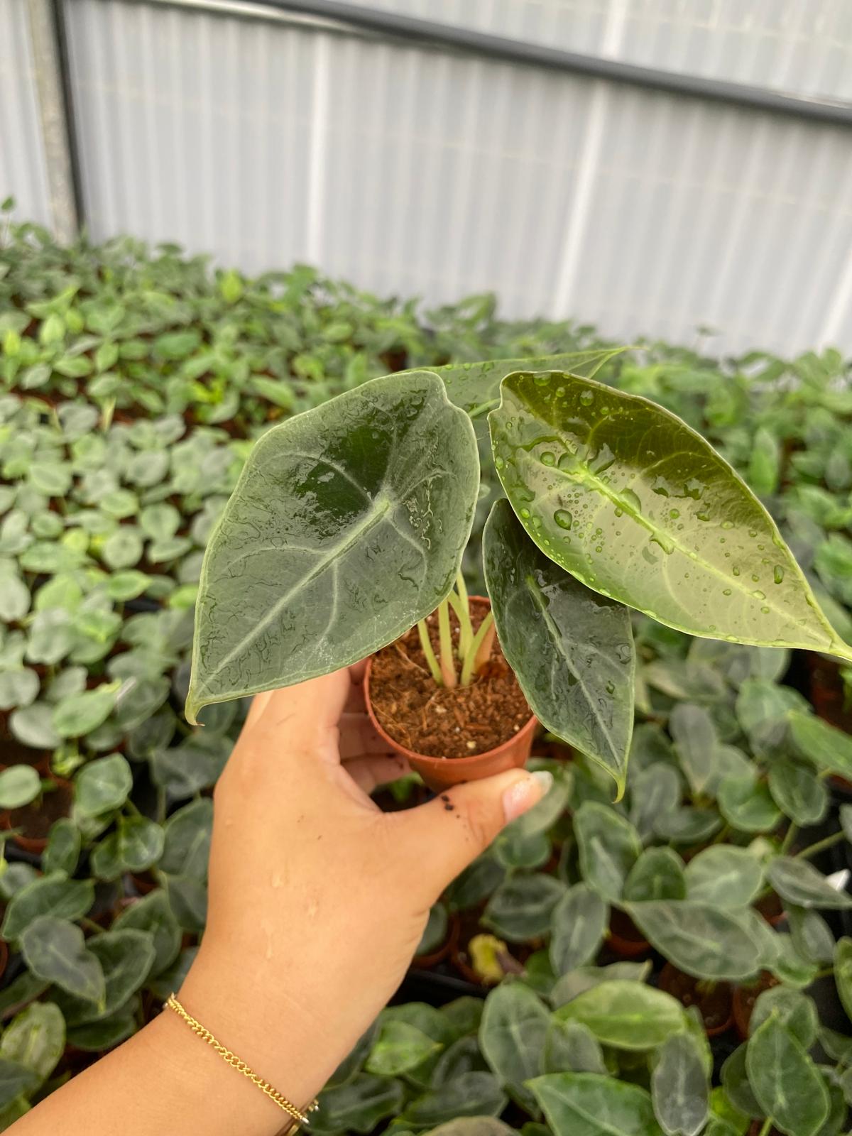Alocasia Suhirmaniana 2 Inch Plant | Rare Tropical Aroid