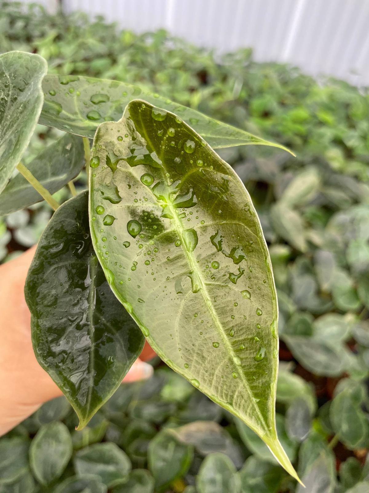Alocasia Suhirmaniana 2 Inch Plant | Rare Tropical Aroid