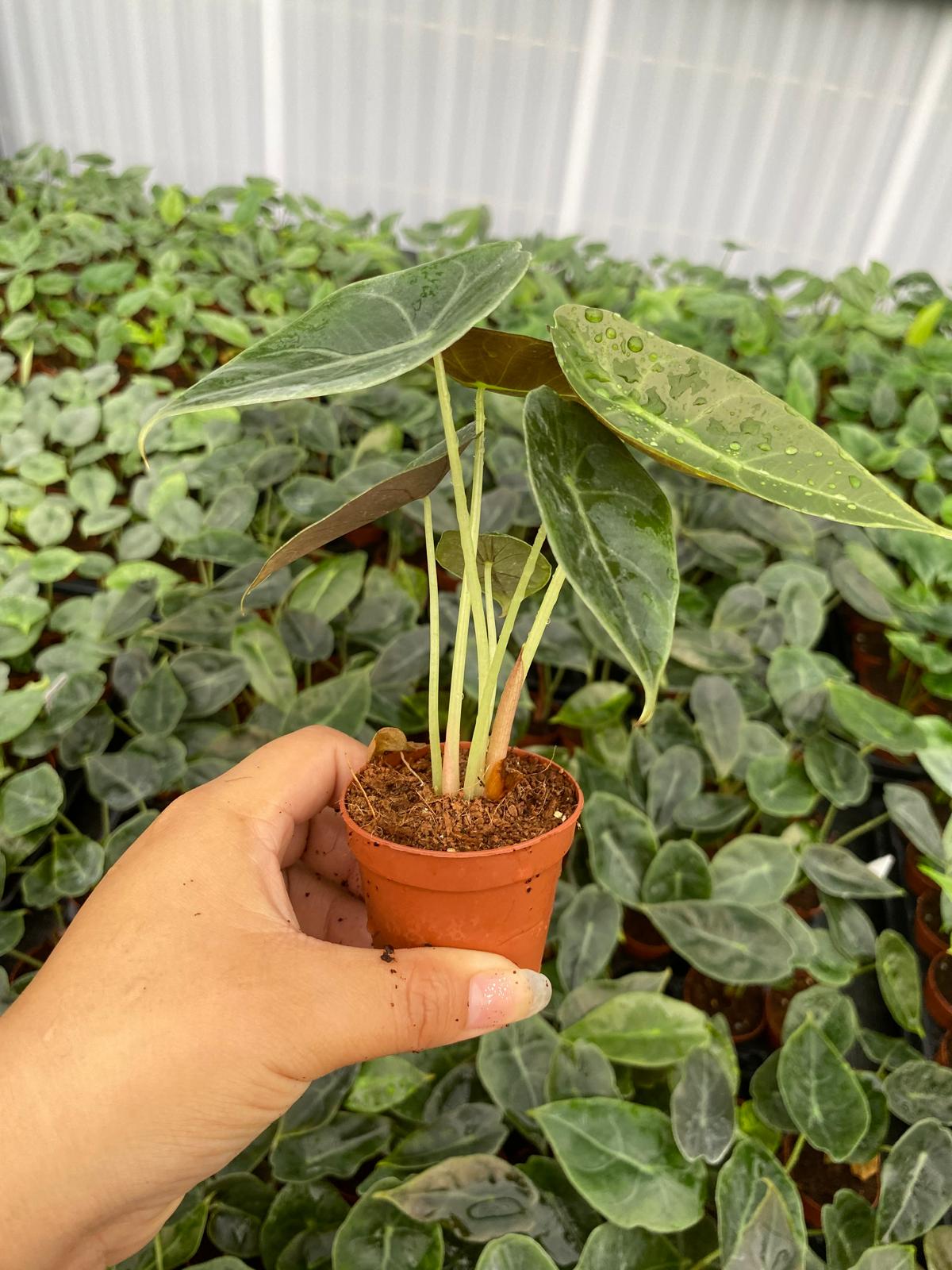 Alocasia Suhirmaniana 2 Inch Plant | Rare Tropical Aroid