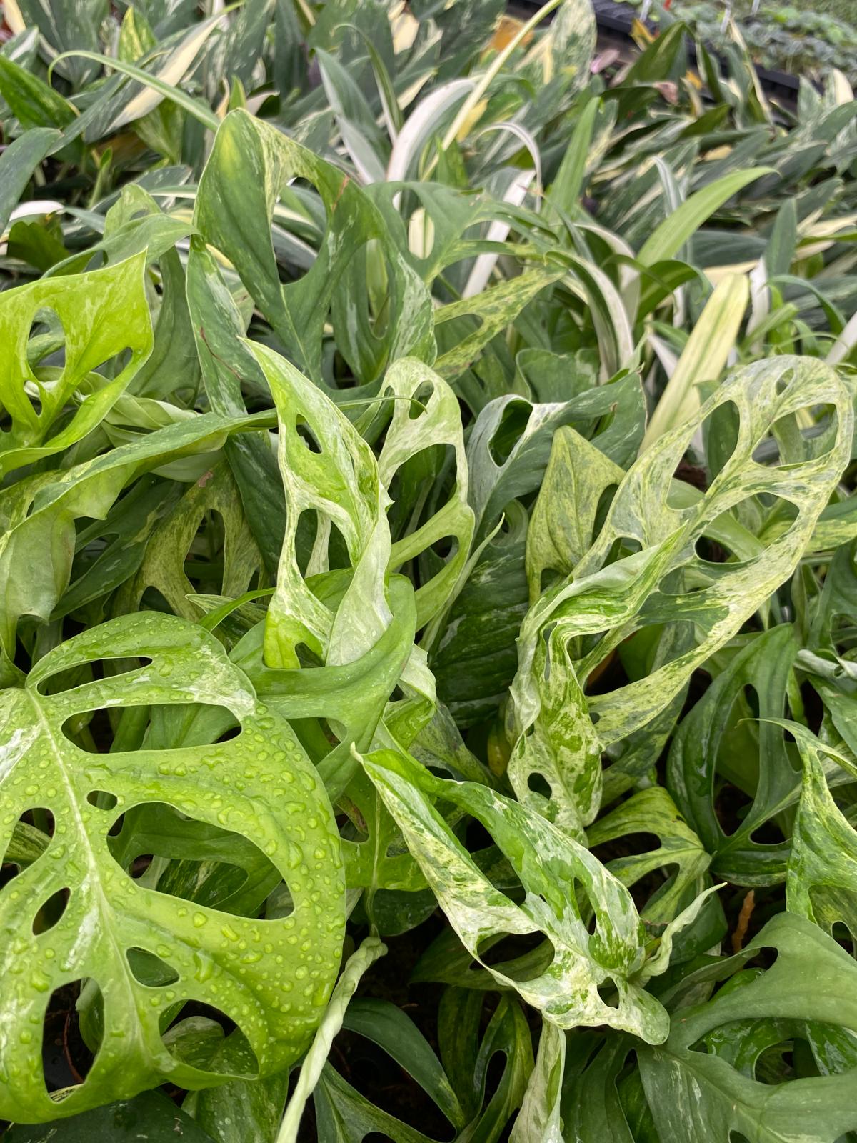 4" Monstera Adansonii Mint - rare plant