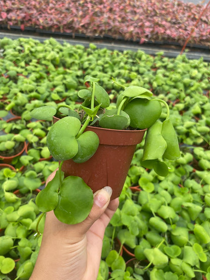 Dischidia Platyphylla | Rare Shingling Epiphytic Creeper Plant | Unique Flat Leaf Tropical Trailing Houseplant | Live 4" Plant