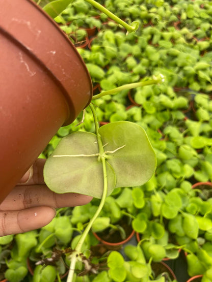 Dischidia Platyphylla | Rare Shingling Epiphytic Creeper Plant | Unique Flat Leaf Tropical Trailing Houseplant | Live 4" Plant