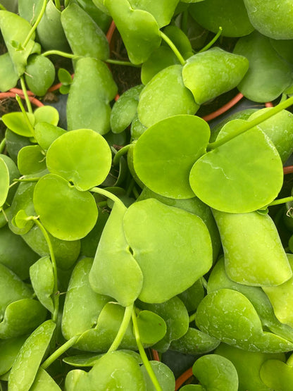 Dischidia Platyphylla | Rare Shingling Epiphytic Creeper Plant | Unique Flat Leaf Tropical Trailing Houseplant | Live 4" Plant