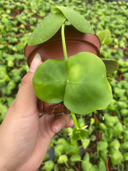 Dischidia Platyphylla | Rare Shingling Epiphytic Creeper Plant | Unique Flat Leaf Tropical Trailing Houseplant | Live 4" Plant