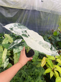 Alocasia Variegated 'Frydek'