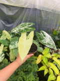 Alocasia Variegated 'Frydek'