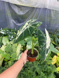 Alocasia Variegated 'Frydek'