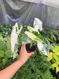 Alocasia Variegated 'Frydek'