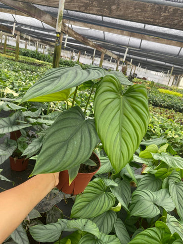Philodendron Colombia 2 Inch Plant | Rare Silver Leaf Aroid