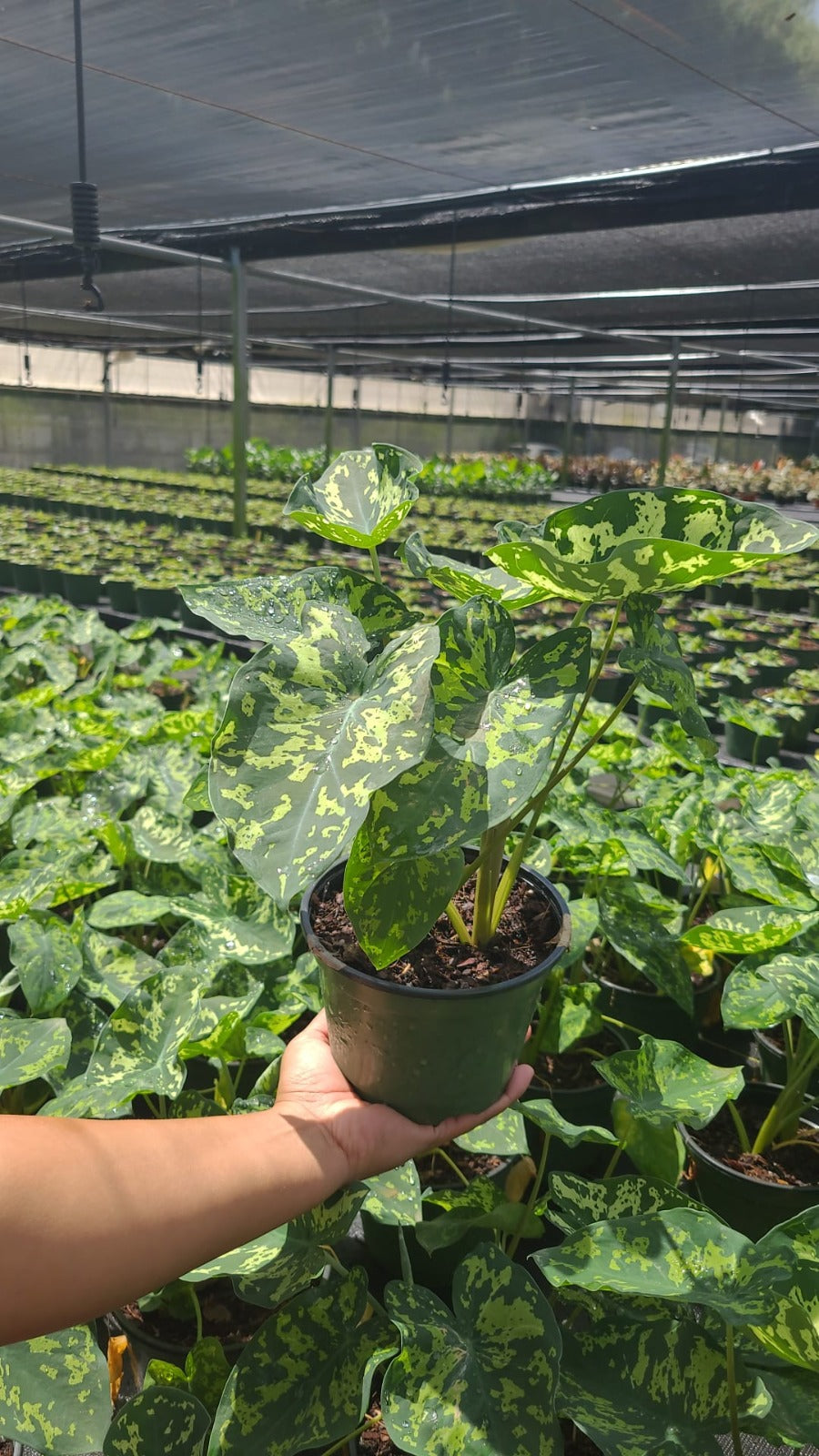 Caladium Hilo Beauty 6” Plant – Camouflage Foliage Caladium | Rare Tropical Indoor Houseplant