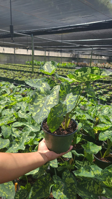 6" Caladium Hilo Beauty