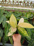 Aglaonema Spiritfire