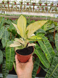 Aglaonema Spiritfire