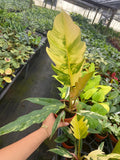 4" Philodendron Caramel Marble