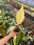 4" Philodendron Caramel Marble