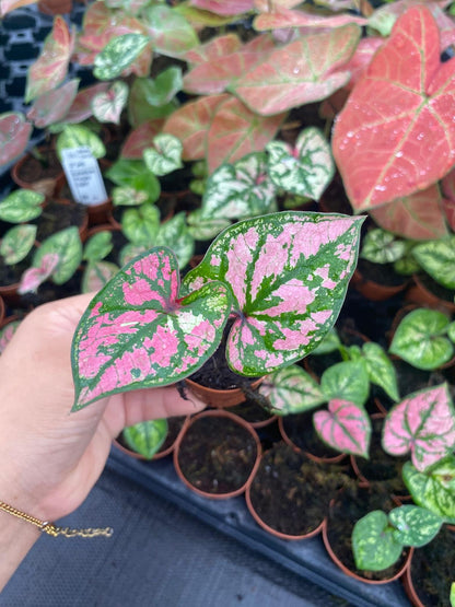 Caladium Purple Light 2” Plant – Rare Colorful Caladium | Pink Purple Tropical Houseplant