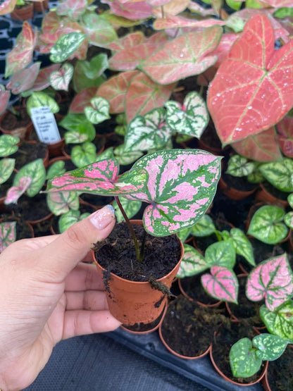 Caladium Purple Light 2” Plant – Rare Colorful Caladium | Pink Purple Tropical Houseplant