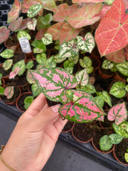 Caladium Purple Light 2” Plant – Rare Colorful Caladium | Pink Purple Tropical Houseplant