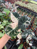 Pink variegated sport alocasia black velvet "specific plant"