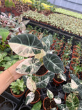 Pink variegated sport alocasia black velvet "specific plant"