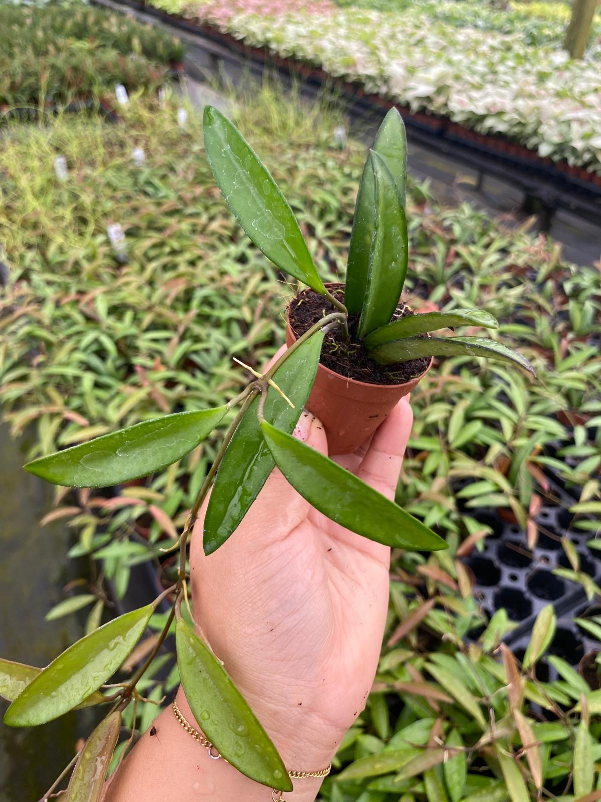 Hoya Wayetii Green 2 Inch Plant | Rare Trailing Indoor Hoya