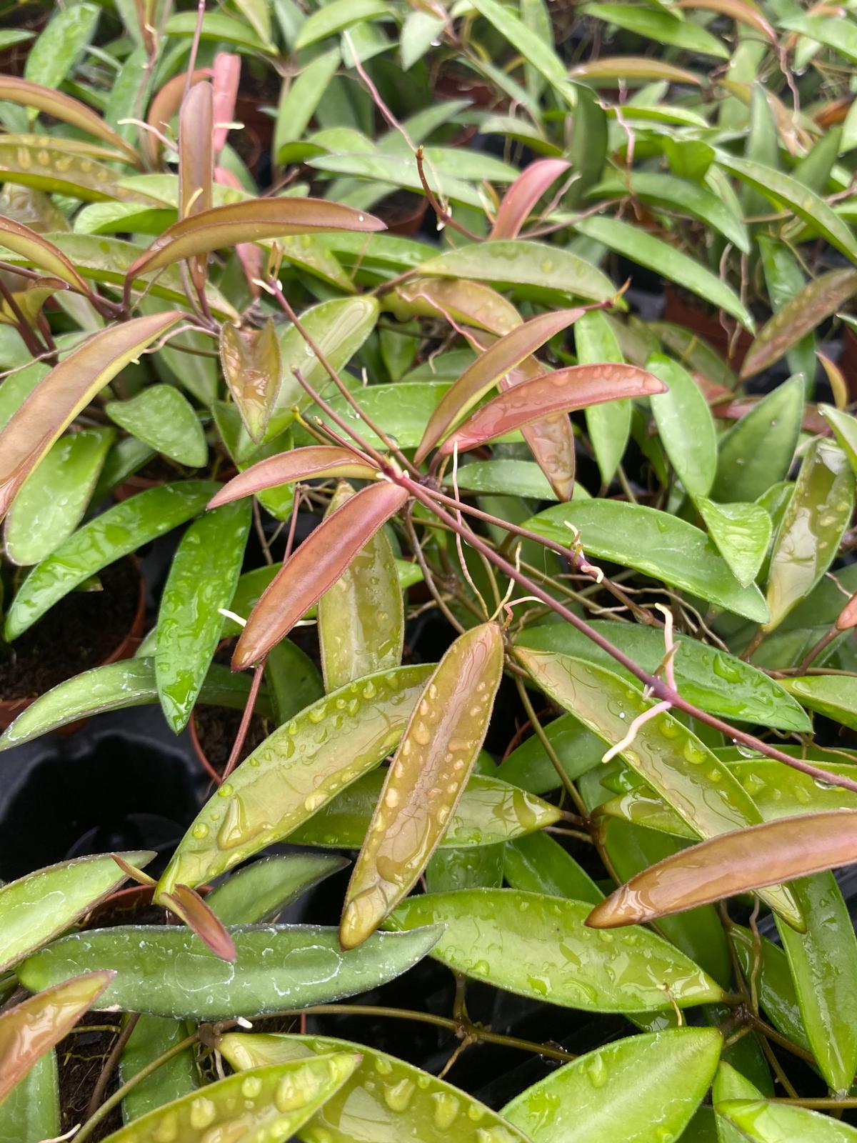 Hoya Wayetii Green 2 Inch Plant | Rare Trailing Indoor Hoya