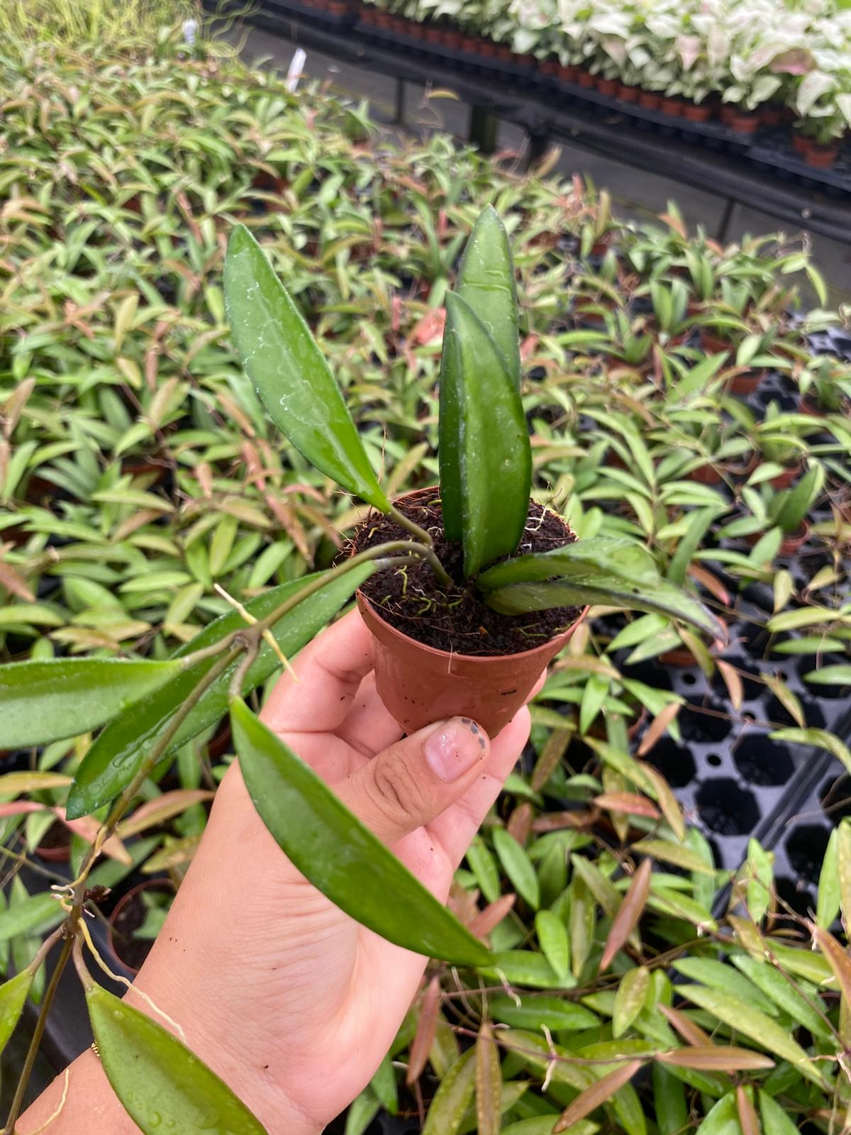 Hoya Wayetii Green 2 Inch Plant | Rare Trailing Indoor Hoya