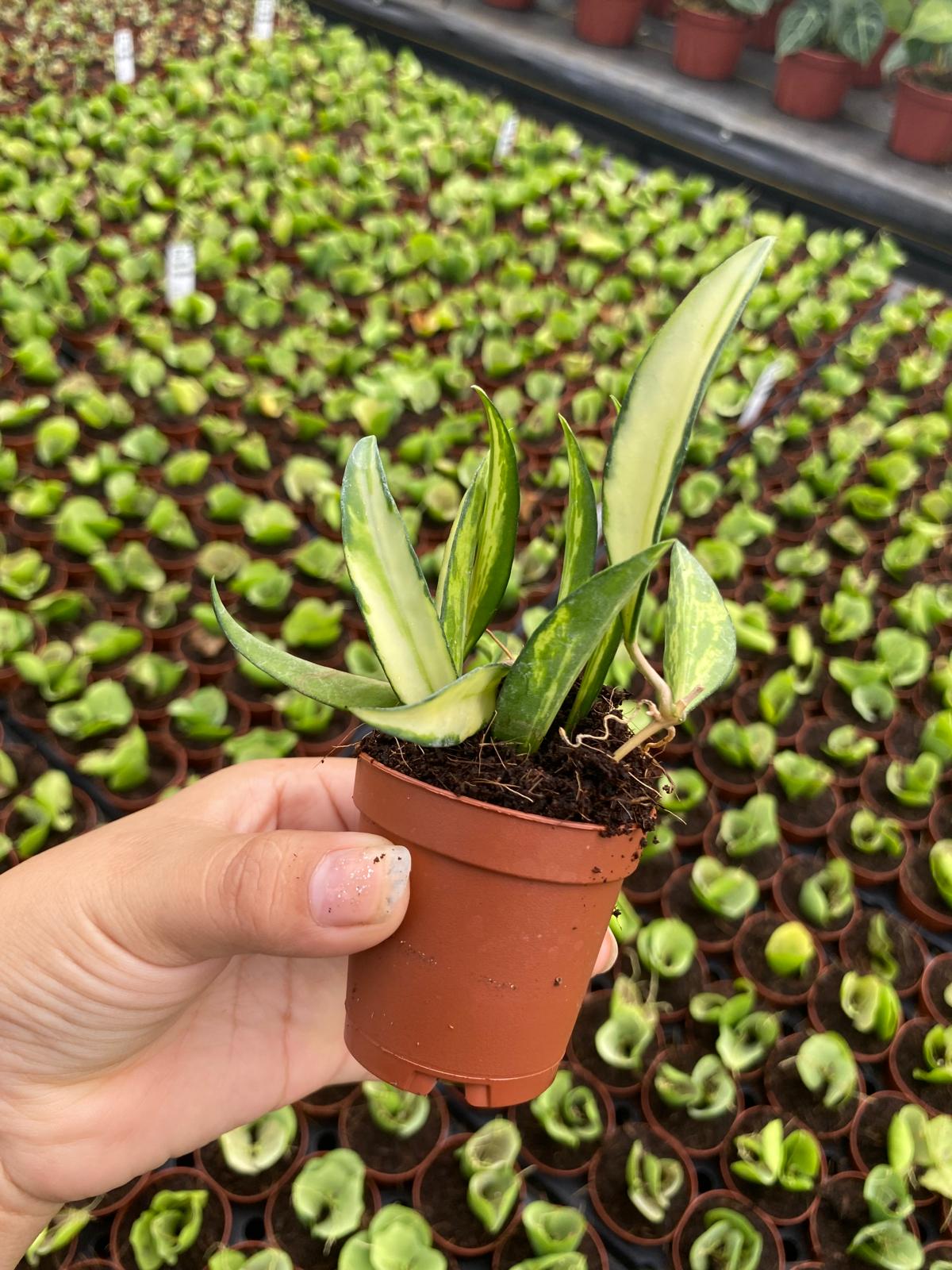 Philodendron Brandtianum 2 Inch Plant | Rare Silver Leaf Philodendron