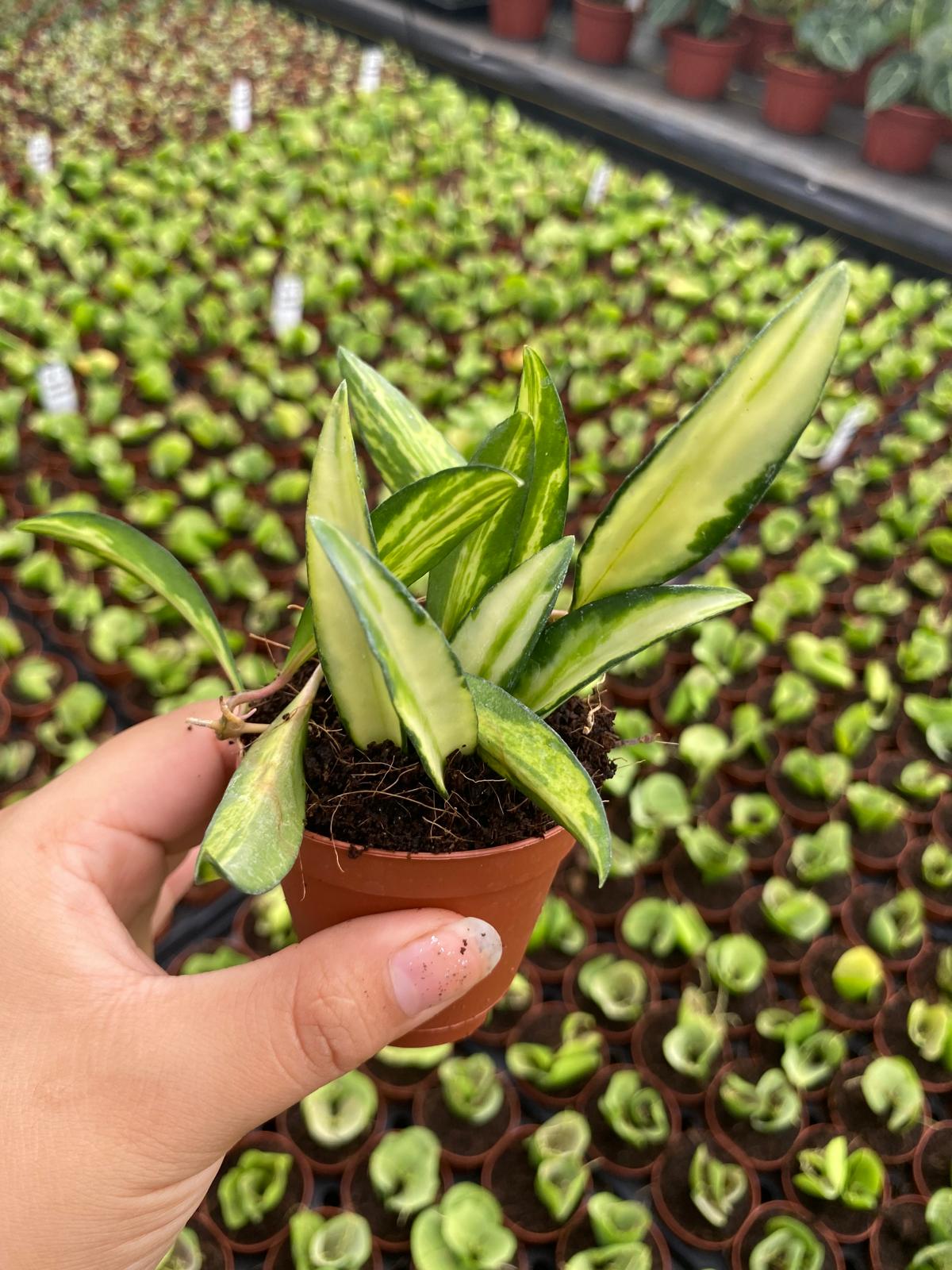 Philodendron Brandtianum 2 Inch Plant | Rare Silver Leaf Philodendron