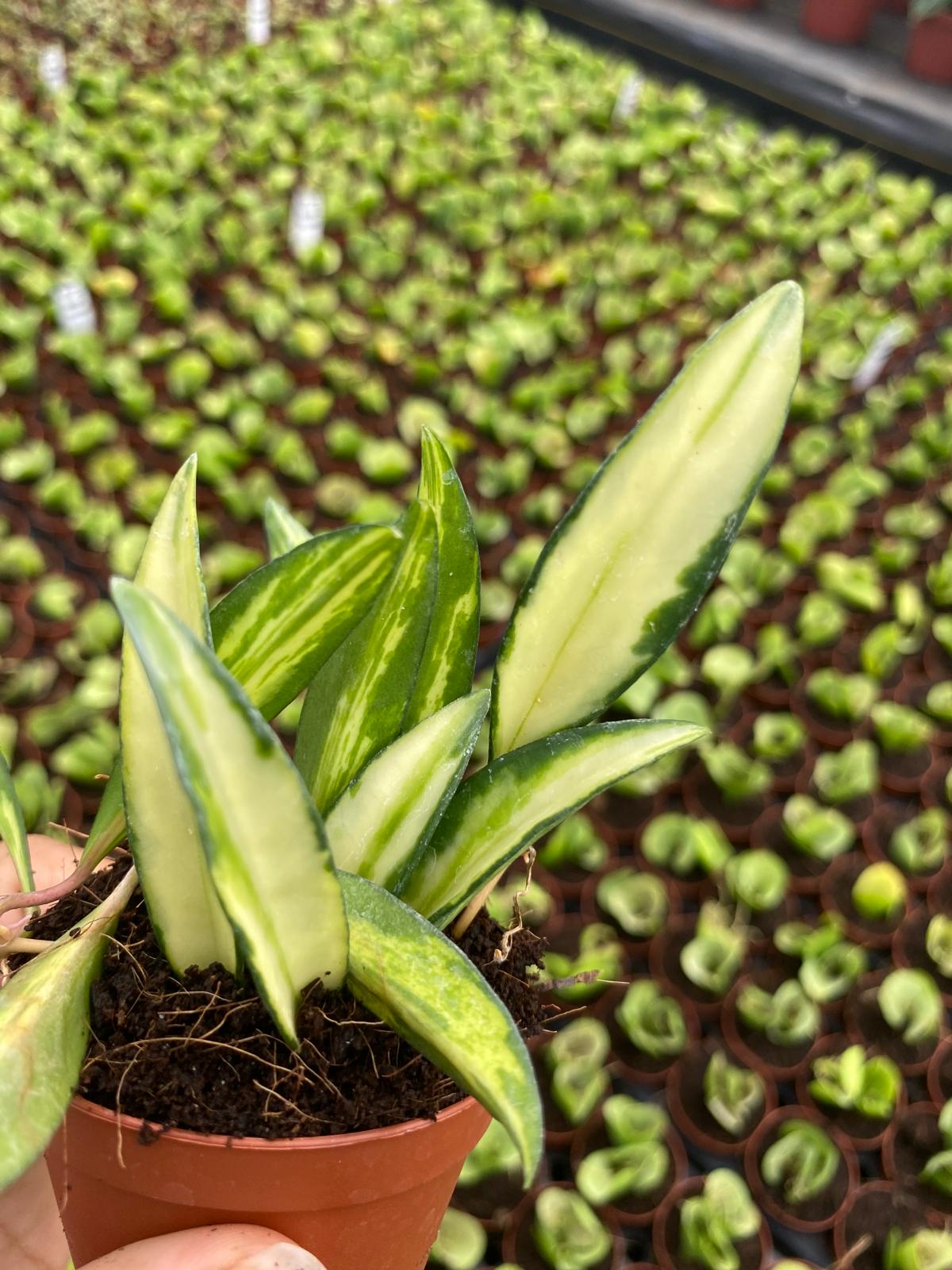 Philodendron Brandtianum 2 Inch Plant | Rare Silver Leaf Philodendron