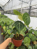 Anthurium Clarinervium