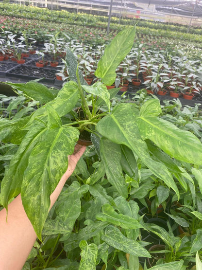 4” Philodendron Golden Dragon Plant – Rare Tropical Indoor Houseplant | Exotic Foliage Plant