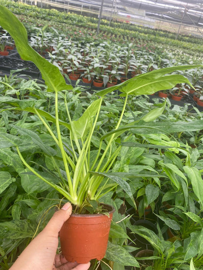4” Philodendron Golden Dragon Plant – Rare Tropical Indoor Houseplant | Exotic Foliage Plant