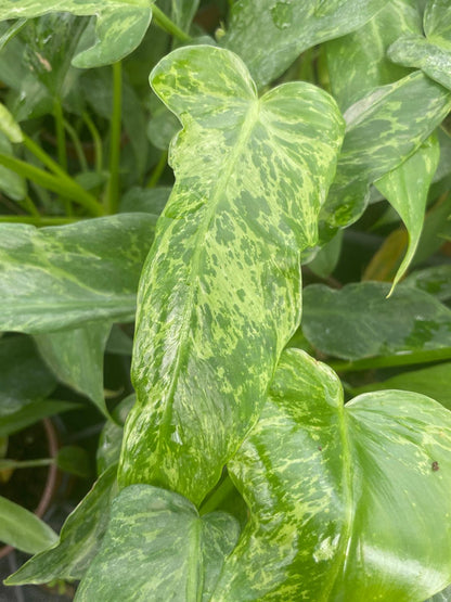 4” Philodendron Golden Dragon Plant – Rare Tropical Indoor Houseplant | Exotic Foliage Plant