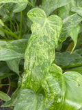 4" Philodendron Golden Dragon