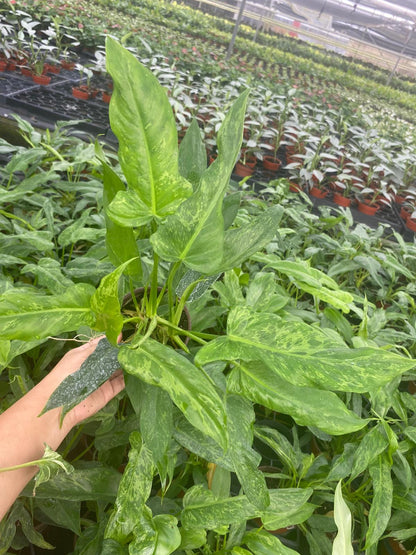4” Philodendron Golden Dragon Plant – Rare Tropical Indoor Houseplant | Exotic Foliage Plant