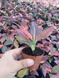 2” Aglaonema Red Vein (Rare Plant)