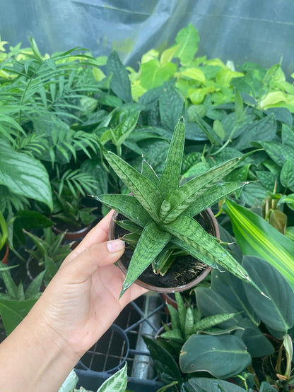 Sansevieria Green Tower Thai 4 Inch Plant | Snake Plant Indoor