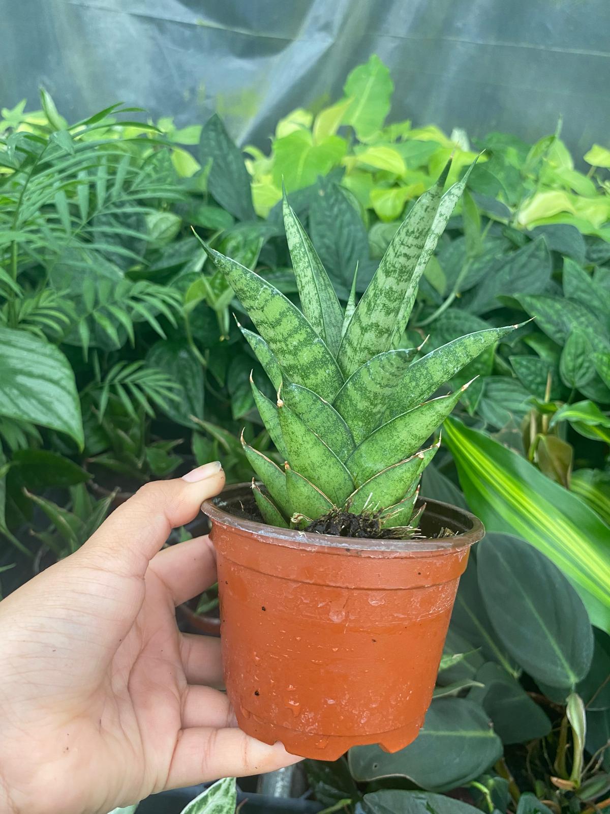 Sansevieria Green Tower Thai 4 Inch Plant | Snake Plant Indoor