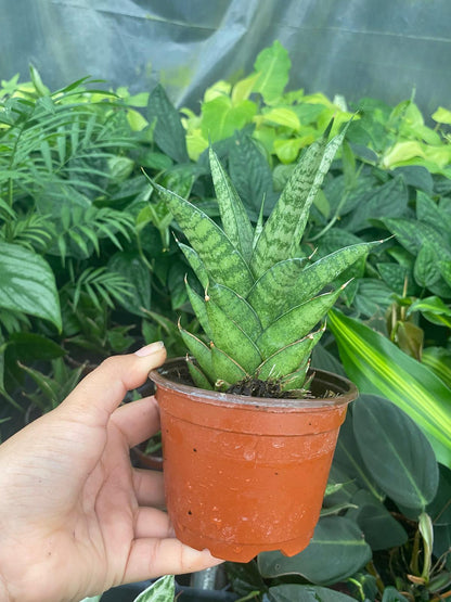Sansevieria Green Tower Thai 4 Inch Plant | Snake Plant Indoor