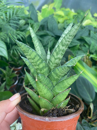 Sansevieria Green Tower Thai 4 Inch Plant | Snake Plant Indoor
