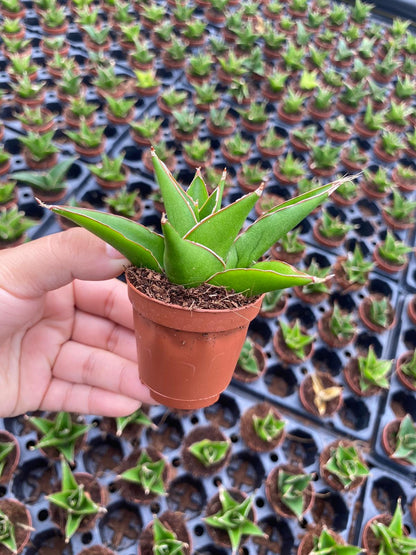 Sansevieria Green Tower Plant | Snake Plant Indoor Easy Care