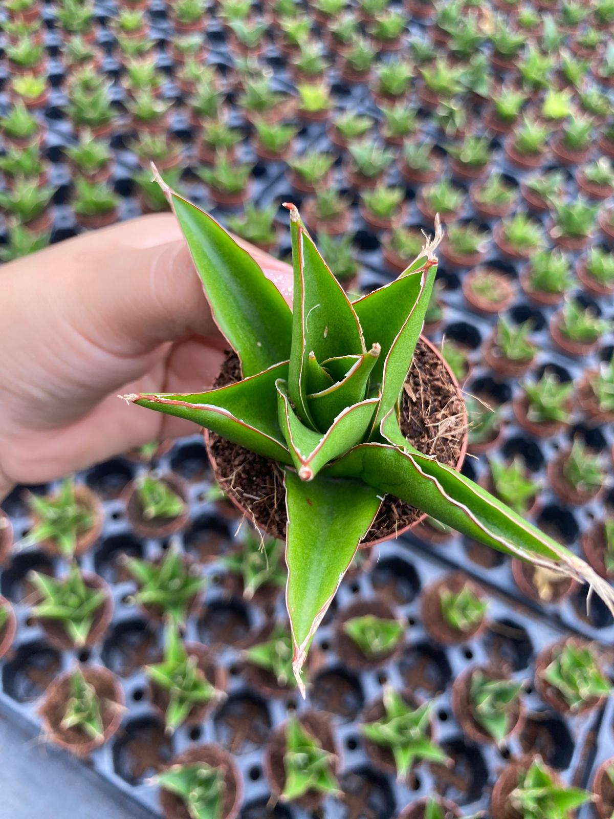 Sansevieria Green Tower Plant | Snake Plant Indoor Easy Care