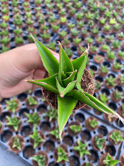 Sansevieria Green Tower Plant | Snake Plant Indoor Easy Care